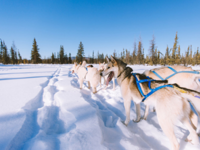Top 5 des races de chien de traîneau les plus connues
