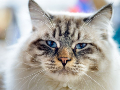 Est-ce que les chats sentent les mauvaises personnes ? Par qui sont-ils attirés 