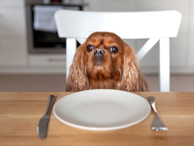 Croquettes périmées : peut-on encore les donner à son animal ?