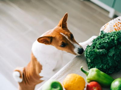 Peut-on mettre son animal au régime ?