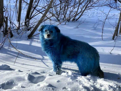 Russie : Des chiens errants deviennent bleus à cause d'une étrange pollution