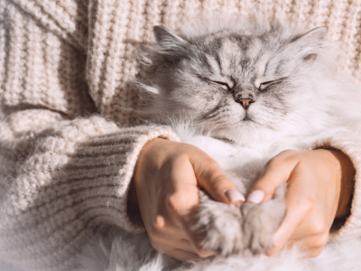6 soins essentiels pour un chat en bonne santé