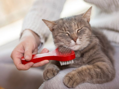 Ronronthérapie : le pouvoir guérisseur des chats